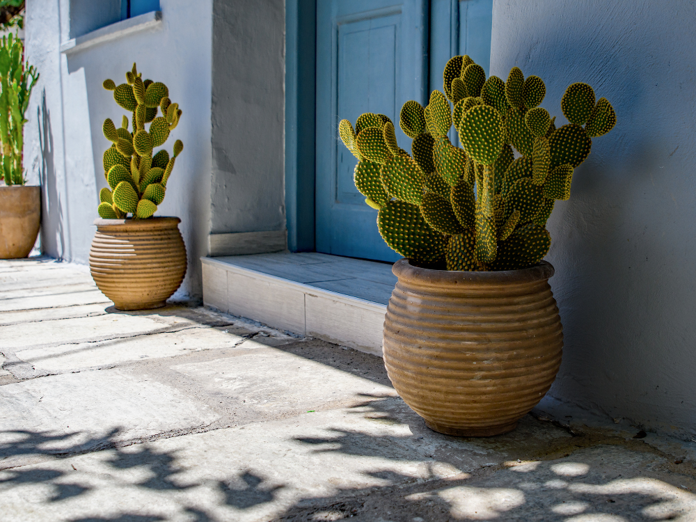 seuil de porte d'entrée avec des cactus dans des pots
